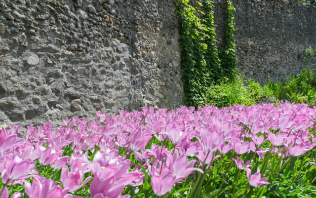 D&eacute;couverte des plantes