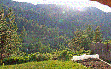 jardin