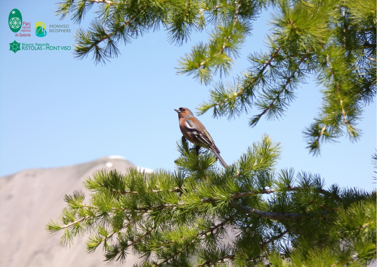 Pinson des arbres dans un mélèze