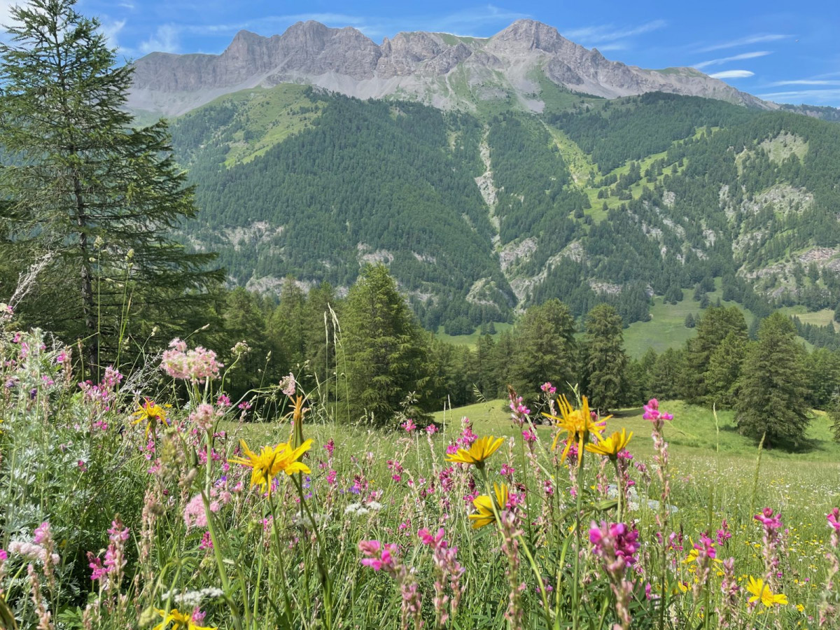 hameau_fleurs_montagne.jpg hameau_fleurs_montagne.jpg