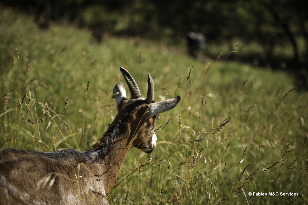 ferme des moulin Arvieux