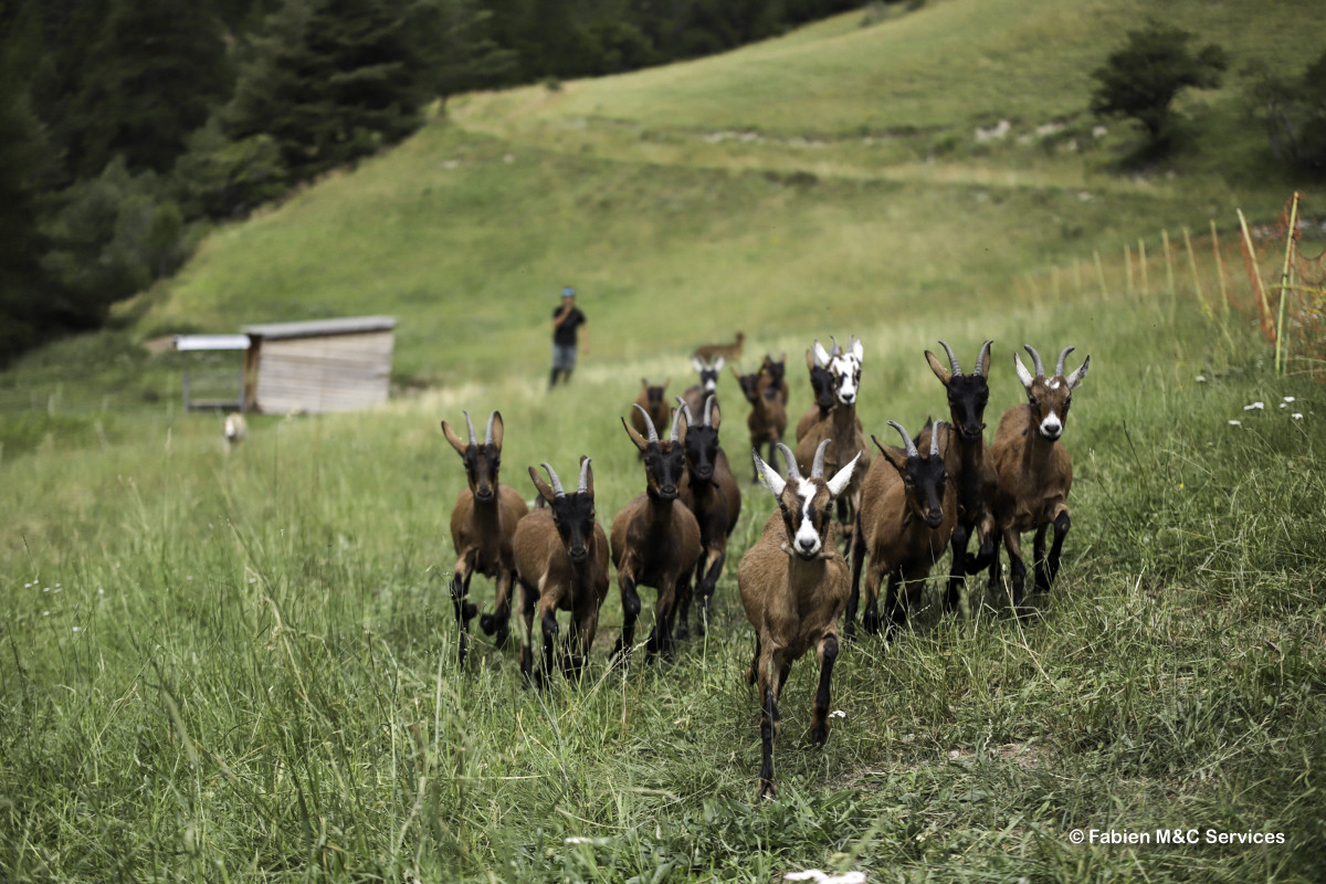 ferme des moulin Arvieux