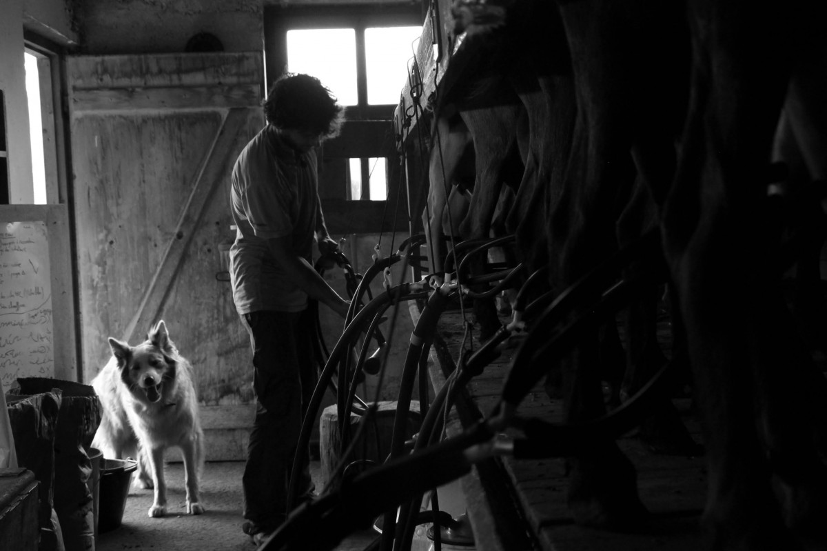 La ferme des Moulins - traite des chèvres
