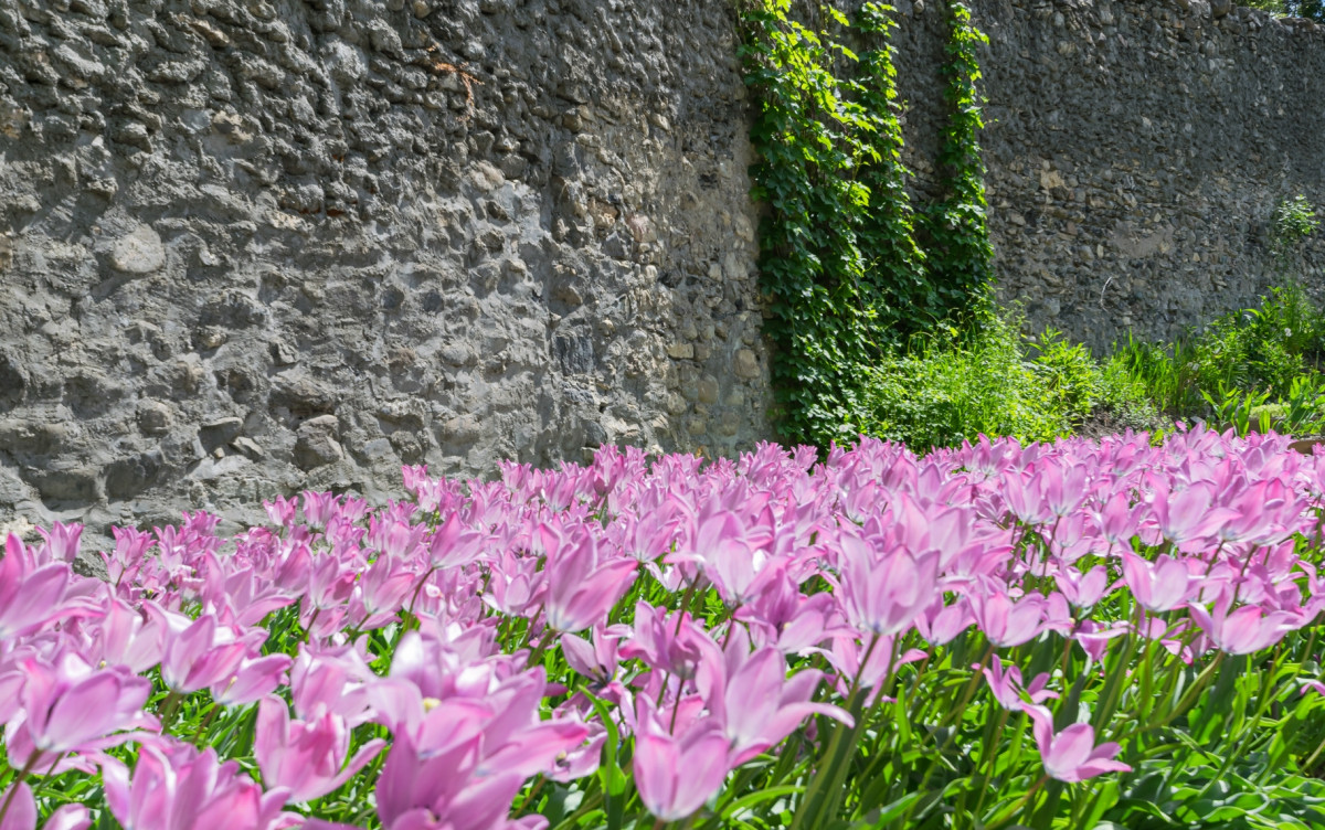 Tulipes de Guillestre