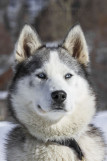 AZAK Chiens de traîneau du Queyras