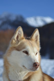 AZAK Chiens de traîneau du Queyras