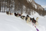 AZAK Chiens de traîneau du Queyras