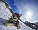 AZAK Chiens de traîneau du Queyras