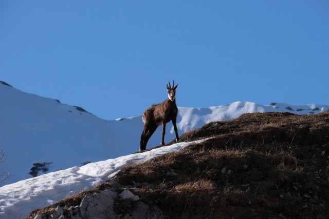 chamois_queyras_montagne_108697.jpeg