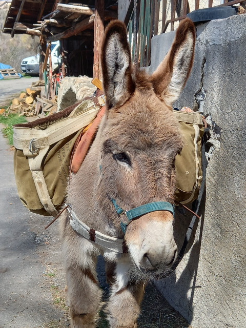 Découverte du métier d’ânier et visite de l'écomusée