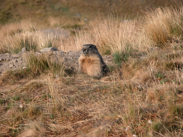 dmagui-dq-qfynovel0048-diapo7-238061