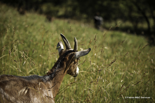 ferme des moulin Arvieux ferme des moulin Arvieux