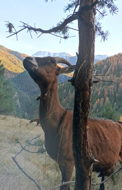 ferme des moulin Arvieux ferme des moulin Arvieux