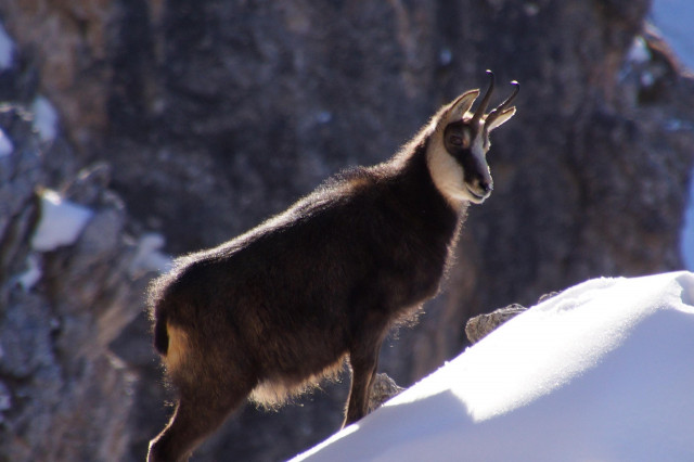 Rencontre avec les chamois Rencontre avec les chamois