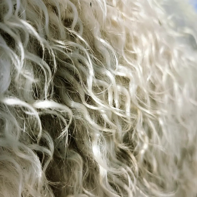 Secrets de laine - du cachemire au mohair