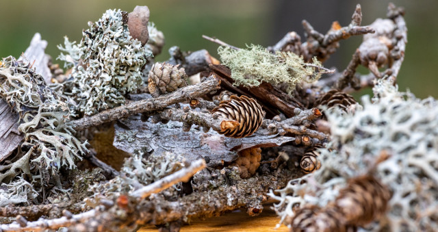 vis-ma-vie-de-forestier